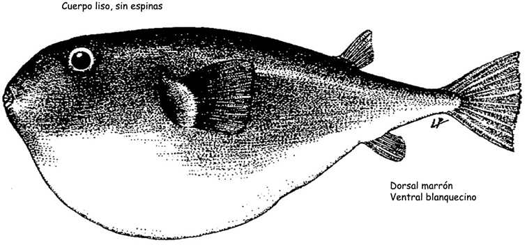 Sphoeroides pachygaster_01.jpg